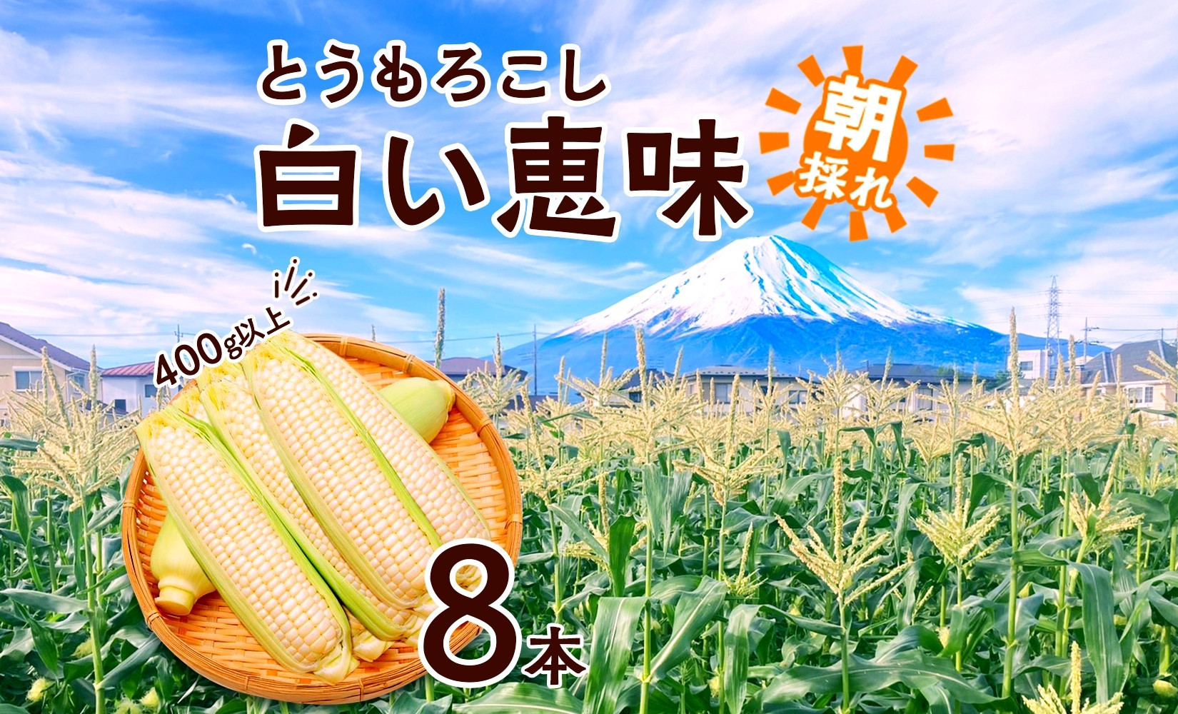
            とうもろこし 白い恵味 ホワイト 400g以上×8本 計3.2kg以上 高糖度 トウモロコシ スイートコーン 玉蜀黍 白 コーン 夏野菜 ジューシー 野菜 おやつ 甘い 旬 産地直送 送料無料 湖南野菜出荷組合 山梨県 富士河口湖町
          