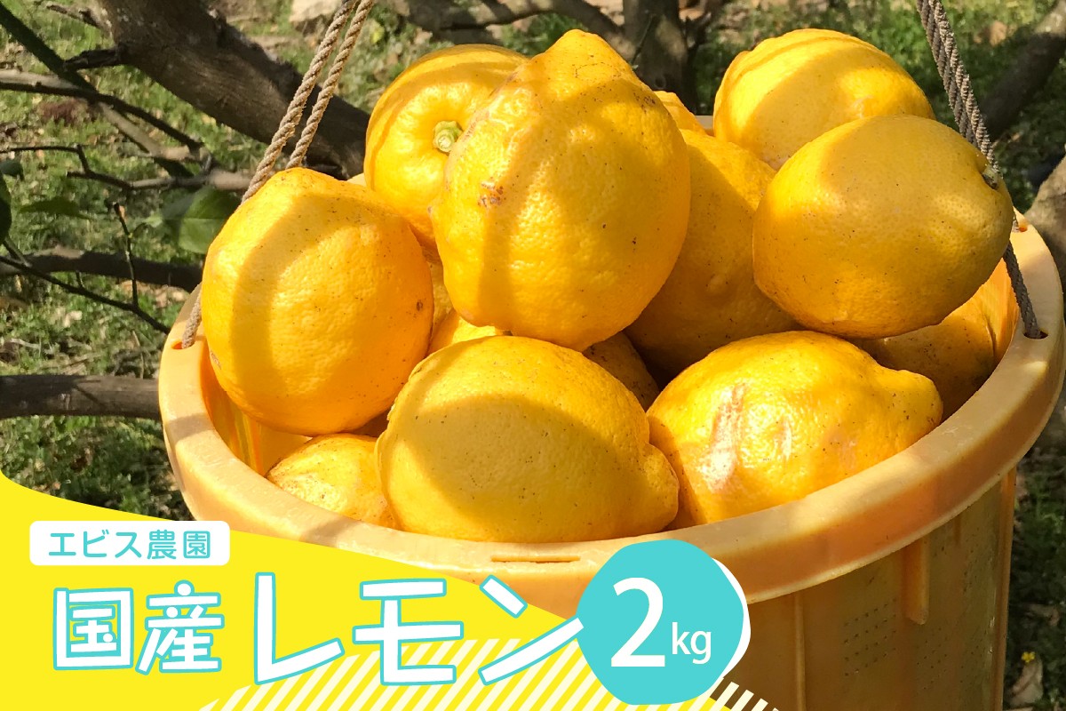 
            【2025年12月上旬～発送】【栽培期間中農薬不使用】有機JAS認証 皮まで美味しい！希少な国産オーガニックレモン 約2kg ku026-001-25
          