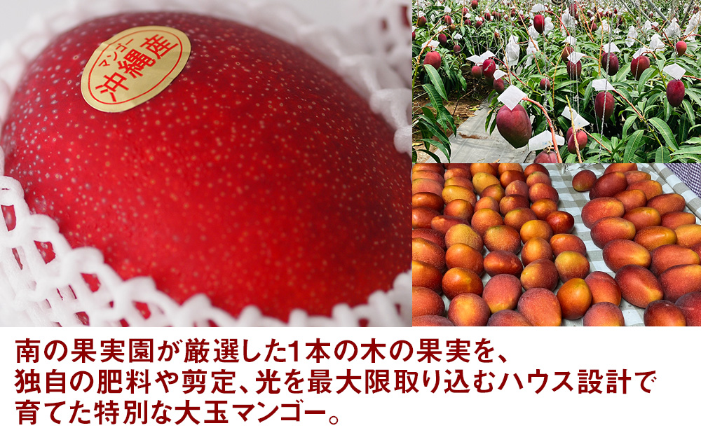 【2025年発送】南の果実園　【贈答用・化粧箱】完熟大玉マンゴー2kg　3Lサイズ4玉　贈答用化粧箱入り