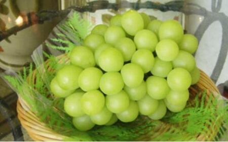 ＜2026年9月上旬～9月中旬発送＞岡山市産 マスカット ・オブ・アレキサンドリア 1房 約600g ｜  マスカット