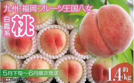 【2025年5月下旬〜6月発送】九州・福岡フルーツ王国八女から直送！桃 約1.4kg＜配送不可：北海道・沖縄・離島＞ 桃 もも モモ フルーツ  くだもの 果物 白鳳 1.4kg 産地直送 ジューシー 家庭用 自宅用 家族団らん デザート スイーツ作り 期間限定 数量限定 福岡県 八女市