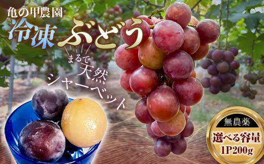 
            ＼容量が選べる！／ 「冷凍ぶどう」200g×1パック or 200g×3パック（600g） フルーツ ぶどう 葡萄 ブドウ 山口県 山陽小野田市 ふるさと納税 F6L-1074
          