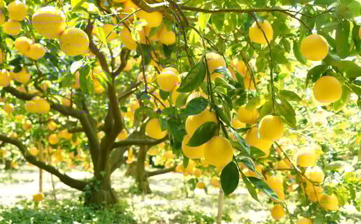 数量限定 先行予約 贈答用 河内晩柑 大玉 6kg 2Lサイズ 以上 みかん 蜜柑 かわちばんかん 愛南ゴールド 果物 フルーツ 柑橘 ゼリー ジュース ギフト 贈答 プレゼント 贈り物 ビタミン 健