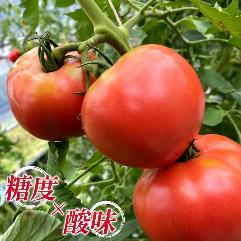 季節の野菜つめ合わせ【Mサイズ】　「ファーム和」 ／ 旬野菜 野菜セット 詰め合わせ 新鮮野菜 産地直送 おまかせ野菜 季節野菜 エコ農法 減農薬野菜 家庭用野菜 国産野菜 食べ比べ 料理好き サラダ