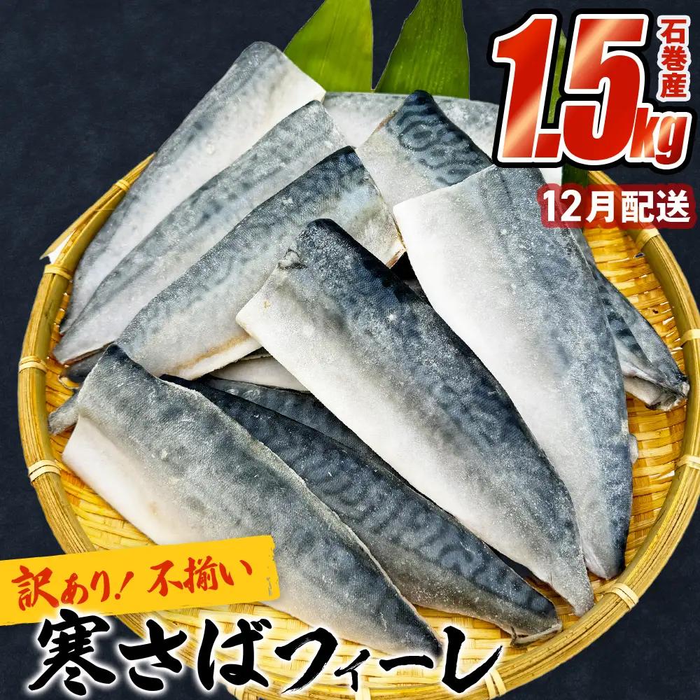 さば 〈 訳あり 〉12月配送 宮城県産 寒さば フィーレ 無塩 1.5kg 冷凍　魚 青魚 鯖 切身 焼魚 煮魚 わけあり 不揃い ご家庭用 食塩無添加 国産 鯖フィレ サバフィーレ 切り身 バラバラ冷凍 鯖の味噌味 宮城県 石巻市