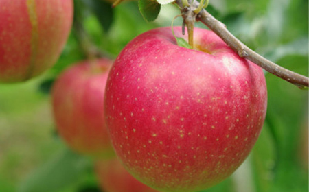 《先行予約 2024年度発送》山形ふじりんご 約2.5kg 約7玉～約9玉 FSY-1230