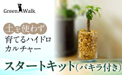 パキラ ハイドロカルチャー 観葉植物 スタートキット 土無し インテリア 緑 グリーン 簡単 初心者 かわいい 自然 おしゃれ Green パキラ パキラ パキラ パキラ パキラ パキラ パキラ パキラ 観葉植物 パキラ 観葉植物 パキラ スタートキット パキラ スタートキット パキラ 豊橋 パキラ 豊橋 パキラ 観葉植物 パキラ スタートキット パキラ 豊橋 パキラ 観葉植物 パキラ 豊橋