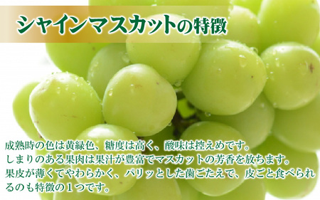 【先行予約】【訳あり】シャインマスカット 約250g×2房 【2025年8月中旬以降順次発送予定】[A-3229]