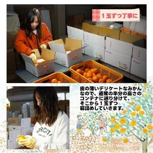 有田みかん しにせの味 約3kg S～2Lのいずれか 秀品または優品