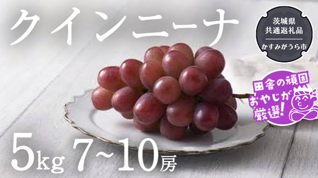 クインニーナ 5kg（7〜10房）【9月より発送開始】（茨城県共通返礼品：かすみがうら市産） ぶどう ブドウ 葡萄 果物 フルーツ 茨城県産