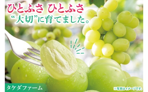 【先行予約】シャインマスカット1房（約800g）マスカット ぶどう ブドウ 葡萄 フルーツ 果物 くだもの 阿見町 茨城県【2026年9月下旬～10月上旬発送予定】（49-01）