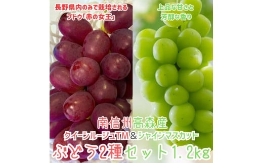 クイーンルージュTM＆シャインマスカットぶどう2種セット約1.2kg 2026年9月中旬より発送 長野県 信州 南信州 高森町 農家直送 果物 くだもの ぶどう 旬のぶどう 山吹ぶどう狩り組合
