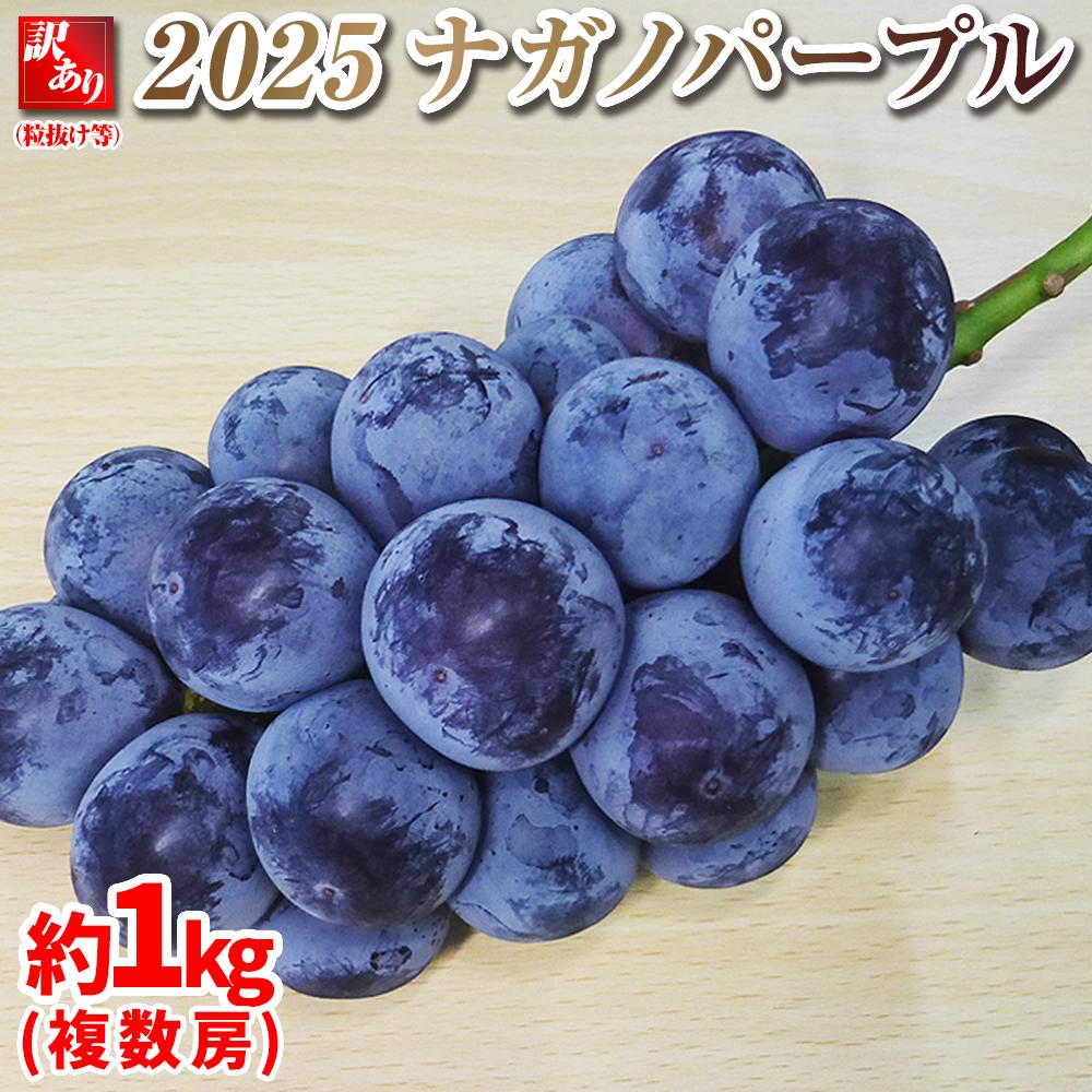 【ふるさと納税】【先行予約】2025　ナガノパープル　A 【訳あり粒抜け等】　房複数　約1キロ　長野県産 【10月初旬頃～順次発送予定】国際特許有機肥料栽培 | フルーツ 果物 くだもの 食品 人気 おすすめ 送料無料