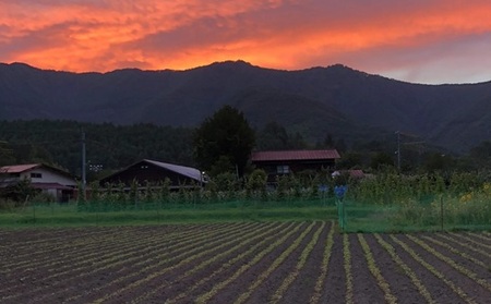 十割そば 乗鞍番所在来（のりくらばんどころざいらい） 乾麺 20袋セット 1416