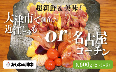 超新鮮＆美味！大津市で飼育した近江しゃもor名古屋コーチン！ しゃも しゃも しゃも