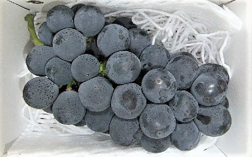 ぶどう（種なしピオーネ）１房　0030-2611