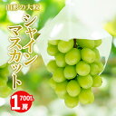 【ふるさと納税】山形の大房シャインマスカット 700g以上 1房 【令和7年産先行予約】 FS24-009 くだもの 果物 フルーツ 山形 山形県 山形市 2025年産