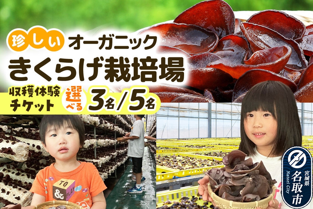 
                  珍しいオーガニックきくらげ栽培場 【選べる体験人数】【簡易書留】 体験 見学 オーガニック 有機栽培 国産 [収穫体験 工場見学 生きくらげ 試食 希少 名取市 ビニールハウス 食育 農業体験 加工品]
                