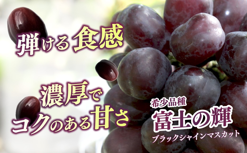 ぶどう 巨峰 葡萄 グレープ 果物 フルーツ 甘い おいしい 旬