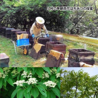ふるさと納税 三次市 国産純粋はちみつ広島県産の天然百花蜂蜜1200g入 |  | 01
