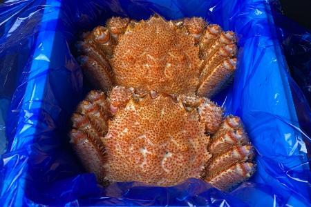 [12月21日決済分まで年内配送]毛がに800g前後×2尾 D-21010