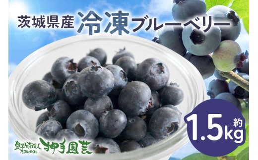 冷凍ブルーベリー 1.5kg ブルーベリー 冷凍 フルーツ 果物 くだもの 冷凍フルーツ 冷凍果物 完熟 新鮮 目にいい 健康 美容 人気 ギフト 贈り物 プレゼント 茨城県産 55-F
