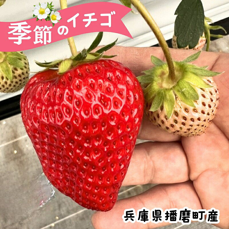 【ふるさと納税】いちご 定期便 兵庫県播磨町産 約260g×4パック 季節のイチゴ 章姫 産地直送　お届け：2027年2月上旬～3月上旬