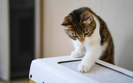 ダンボール製猫ハウスとびばことんでミルにゃん！ - 段ボール製の今までなかった猫ハウス！