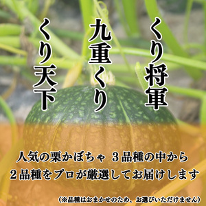 かぼちゃ 2玉 約3～4kg 品種おまかせ 南瓜 夏野菜 カボチャ 南瓜 カボチャ 南瓜