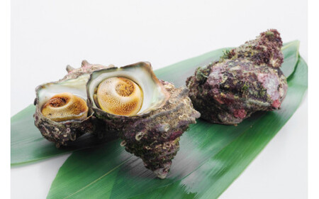 【能登半島 漁協直送！】活 サザエ 計3kg前後