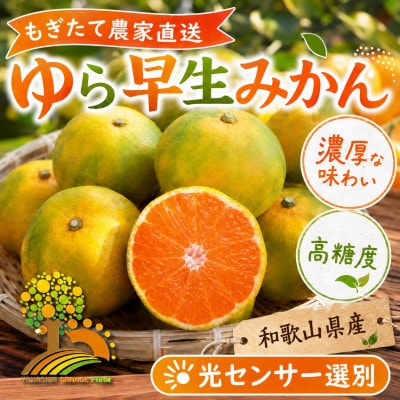濃厚な味わいゆら早生みかん 約2kg (nuk003-yura-2)【1763171】