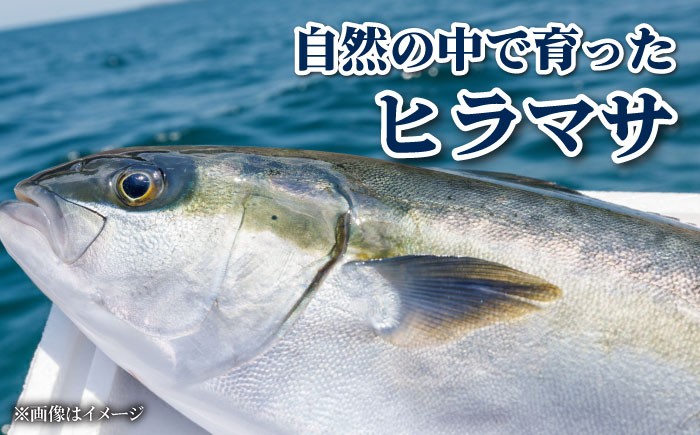 ヒラス（ヒラマサ） 下処理済 アラ付き 刺身ブロック（800g以上） / 真空パック 養殖 海産物 魚介 冷蔵 新上五島