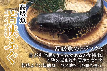 【TVで紹介されました】【2025年10月19日より順次発送】若狭ふぐ鍋セット 4人前｜旅サラダ ふぐ フグ 若狭ふぐ ふぐ鍋 ひれ酒 新鮮 豪華 贅沢 冷蔵 薬味 年末年始 海鮮 鮮魚 養殖 とらふ