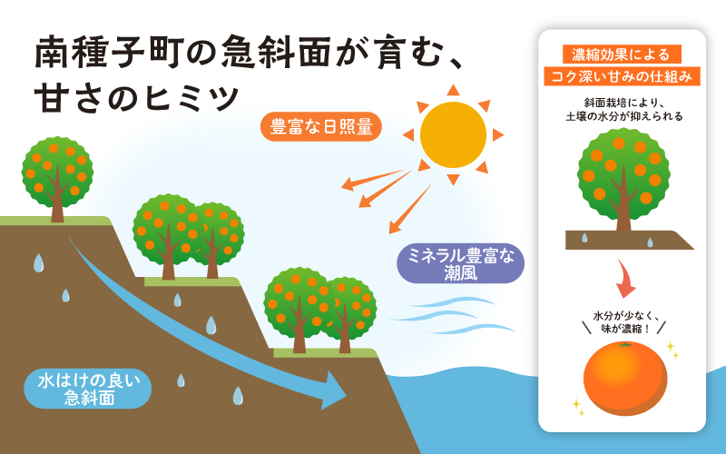 《 先行予約 》種子島産 タンカン 約2.5kg（12〜18玉）【2月中旬〜3月中旬頃順次発送】【南種子町果樹部会】