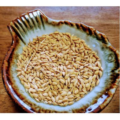 ふるさと納税 北杜市 白州米 亀の尾『玄米』3kg | 
