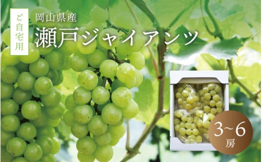 真庭市産 瀬戸ジャイアンツ 自宅用3～6房 / (2025年9月中旬以降発送予定) ぶどう 岡山 真庭 葡萄  果物 フルーツ ブドウ 人気 数量限定 ご家庭用 皮ごと 種なし 産地直送 お買い得 新鮮 桃太郎ぶどう 大粒 新食感 人気上昇中 【seto02】