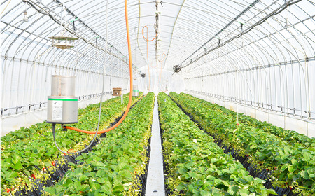 茨城県産とちおとめ 約540g いちご