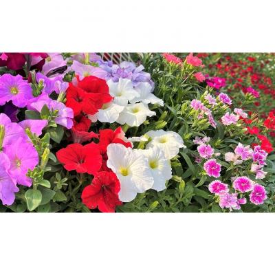 ふるさと納税 赤磐市 春 の 花苗 おすすめ セット 24ポット(4〜6月発送) [NO5765-1056] |  | 01