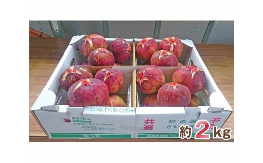 No.006 大きな実が自慢の「生いちじく」約2kg ／ 果物 フルーツ 無花果 イチジク 埼玉県