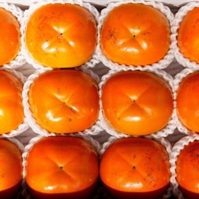 ふるさと納税 福島市  太秋柿　約3kg【2026年発送　先行受付】No.2859 |  | 01