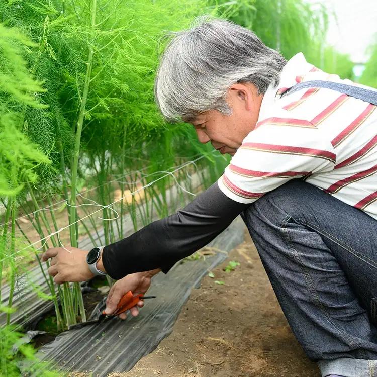 うえの農園のアスパラキャンディ 30g×1袋 | 飴 あめ キャンディー 国産 栃木県産 アスパラ アスパラガス 食品