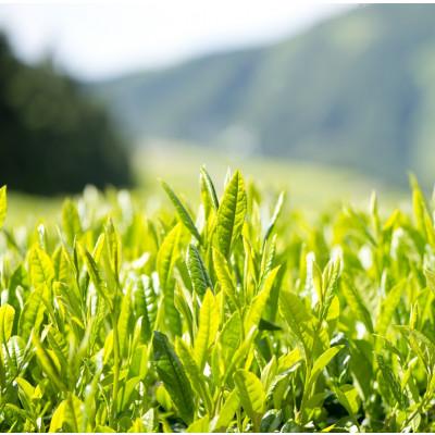 ふるさと納税 静岡市 【新茶】静岡市産ほんやま茶ティーバッグ15個×2袋(合計30ティーバッグ) |  | 02