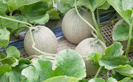 【令和6年産先行予約】産地直送！ 庄内砂丘グレースメロン約5kg(3～5玉) 山形県鶴岡市 佐藤農園　A06-631