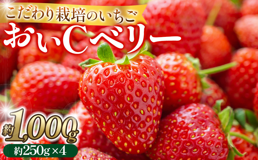 こだわり栽培 いちご おいCベリー 約1kg（約250g×4パック）【2026年1月下旬～2026年4月末までお届け】 232238_DS002