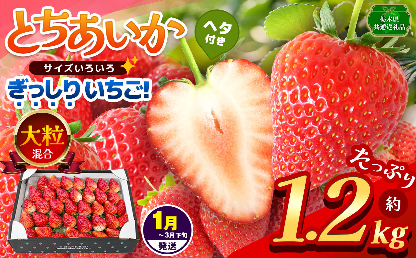 
                  【先行予約】【栃木県共通返礼品】【1~3月発送分】ぎっしり とちあいか 大粒（サイズ不揃い） 約1.2kg | いちご とちあいか ぎっしり サイズ 不揃い 大粒 新鮮 甘い  数量 限定 美味しい 果物 共通返礼品 フルーツ デザート 栃木県 那珂川町 送料無料
                
