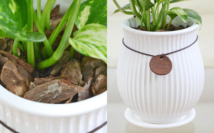 観葉植物 ポトス陶器鉢 バーティカルライン タグ付き 3号/ ポトス ぽとす 観葉 植物 インテリア おしゃれ プレゼント/大村市/琴花園 [ACYK040]