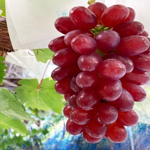 おすすめ感謝セット　クイーンセブン+泉湧誉 2房セット