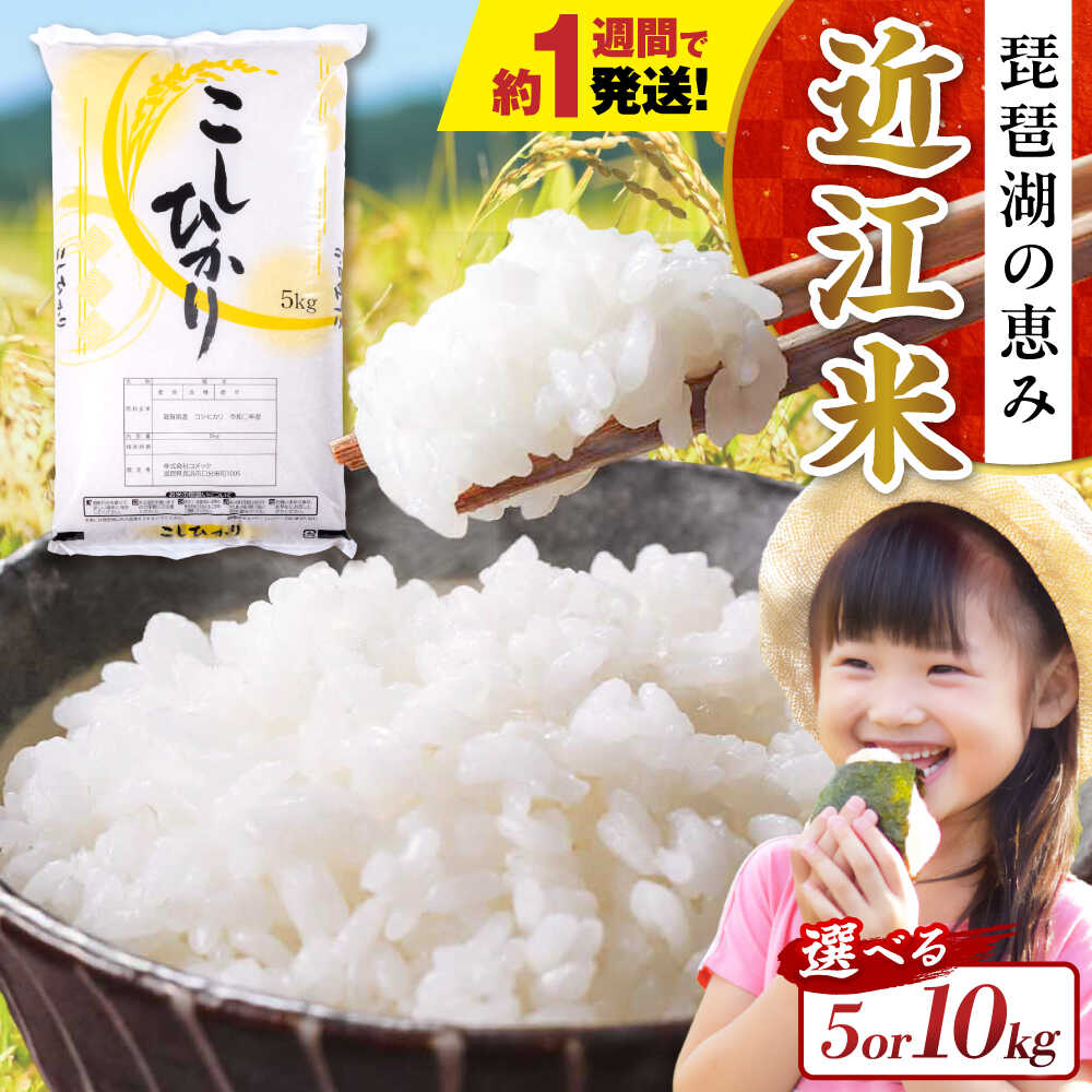 【ふるさと納税】【令和8年産 新米】【選べる容量】コシヒカリ 5kg〜10kg 白米 滋賀県長浜市/株式会社コメック[AQDH001]コシヒカリ こしひかり 米 お米 白米 5kg 10kg 近江米 美味しい ごはん 人気 おすすめ ブランド米 ごはんのお供 5キロ 10キロ ご飯 お弁当