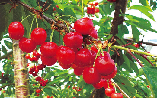 FYN9-937 ≪2026年先行予約≫山形県産 さくらんぼ 紅さやか 500g 秀品 M～L バラ詰め 2026年6月上旬から順次発送 酸味あり 果実 果物 くだもの フルーツ 早生 桜桃 サクラン