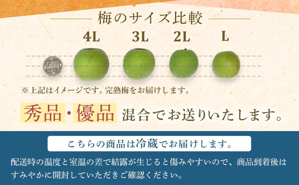 【2026年6月上旬以降発送】紀州南高梅(完熟梅) 10kg〈2Lサイズ〉